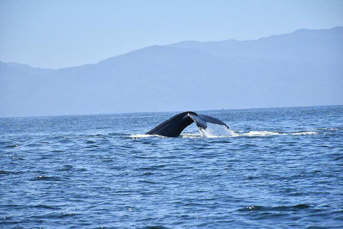 Whale Watching Guaranteed Experience in Puerto Vallarta - Should You Book This Puerto Vallarta Whale Watching Tour?