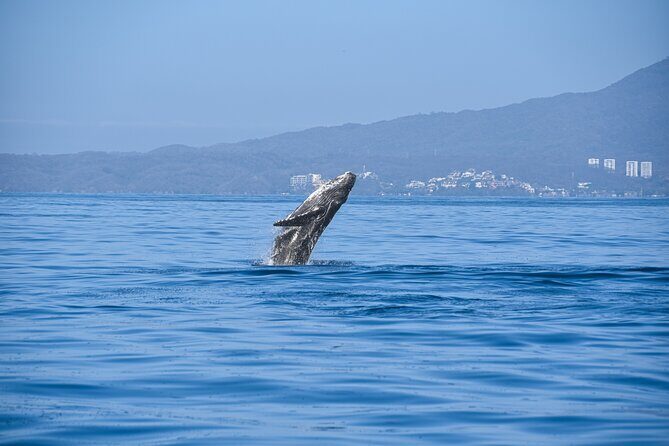 Whale Watching Guaranteed Experience in Puerto Vallarta - Your Captain and Guide: Benji, Miguel, Jose, and Hido