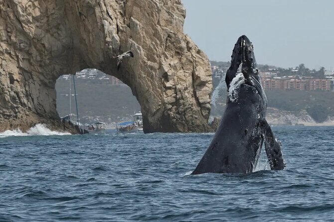 Whale Watching in Cabo: 2-Hour Small Group Tour to The Arch - Key Things You’ll Notice Right Away