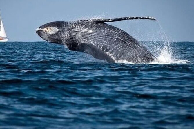 Whale Watching in Cabo: 2-Hour Small Group Tour to The Arch - Where You Start: Finding Gregory Tours at Medano 39