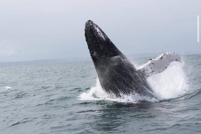 Whale Watching in Cabo: 2-Hour Small Group Tour to The Arch - The First Phase (About 45 Minutes): El Arco, Lover’s Beach, and Land’s End