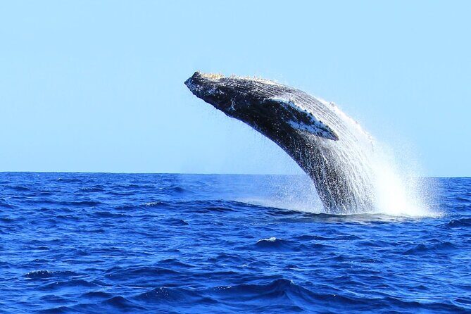 Whale Watching in Cabo San Lucas - Key highlights you’ll care about