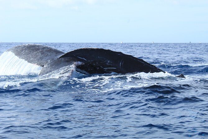 Whale Watching in Cabo San Lucas - Why Cabo’s whale season (and timing) matters on this boat