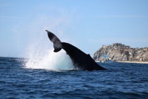 Whale Watching in Cabo San Lucas - Where you meet in Cabo: Mako Sea at Marina Del Rey
