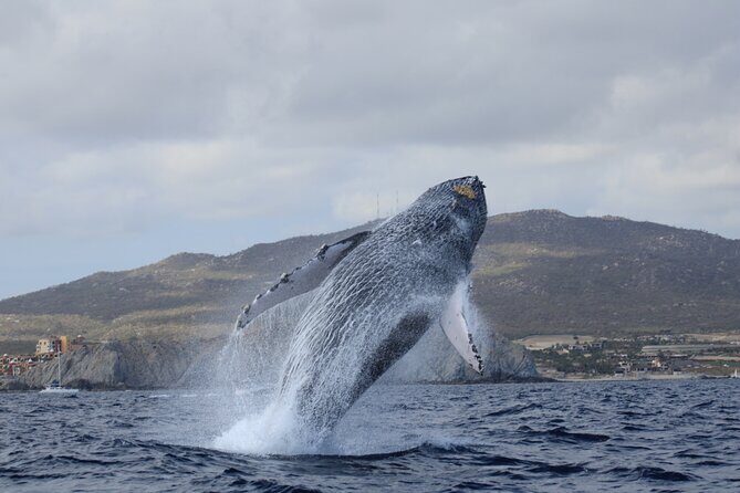 Whale Watching in Cabo San Lucas - The 2.5-hour route: El Arco to Playa de los Amantes