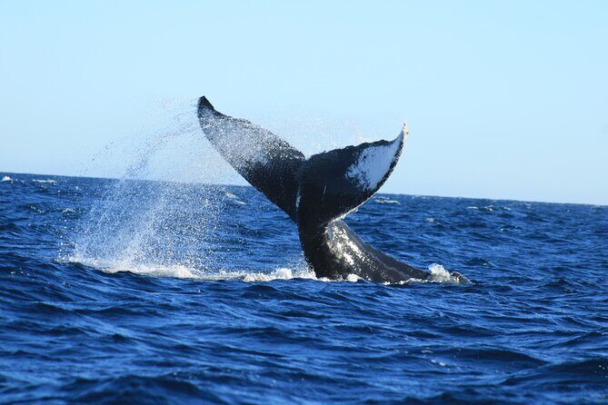 Whale Watching in Cabo San Lucas - Captains and guides who actually work the water: Clem, Julian, Jay, Miguel