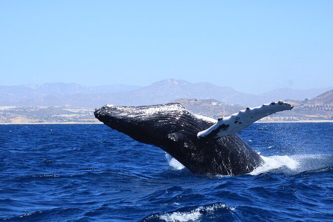 Whale Watching in Cabo San Lucas - Stop-by-stop: what each landmark adds (and what to expect)