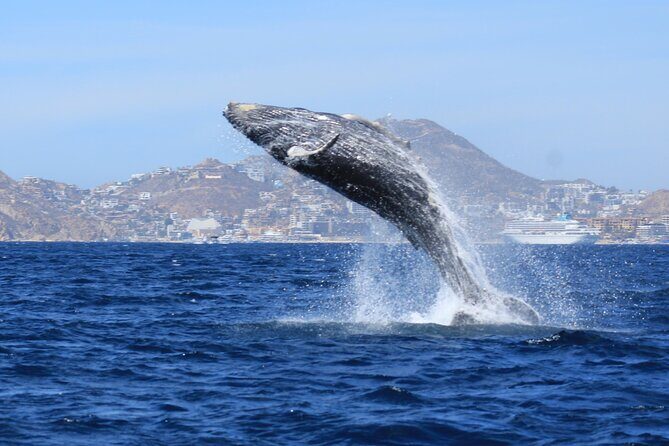 Whale Watching in Cabo San Lucas - Staying comfortable: coat weather, and managing dizziness