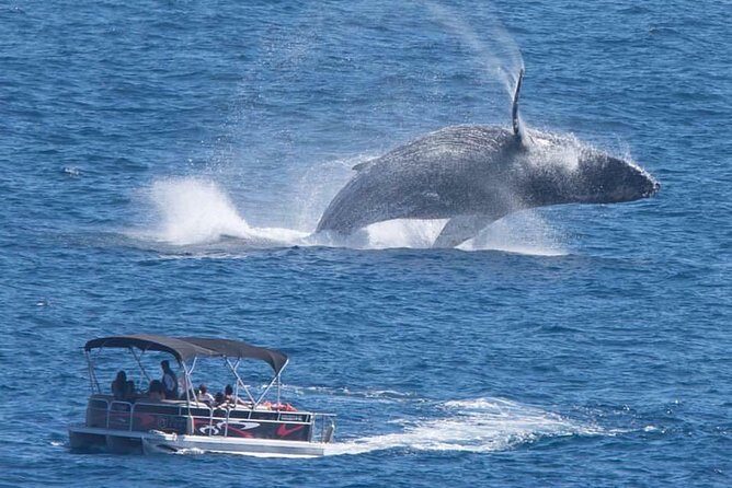Whale Watching in Cabo San Lucas on board our Luxury Trimaran! - Key highlights worth your attention