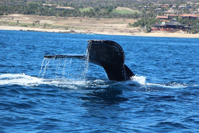 Whale Watching in Cabo San Lucas on board our Luxury Trimaran! - Why Gray Whales show up in Cabo San Lucas (and why timing rules)