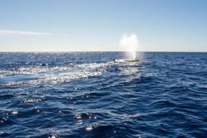 Whale Watching in Cabo San Lucas on board our Luxury Trimaran! - The 2-hour cruise: what you’ll do while waiting for whales