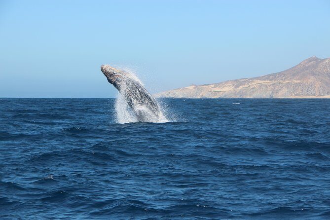 Whale Watching in Cabo San Lucas on board our Luxury Trimaran! - Cabo logistics: pickup timing, dock A, and avoiding the meet-up stress