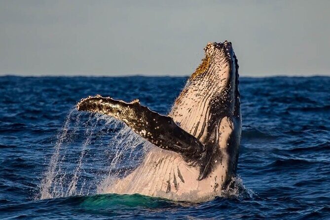 Whale Watching in Cabo San Lucas on board our Luxury Trimaran! - What’s included with the $115 price tag (and what’s not)