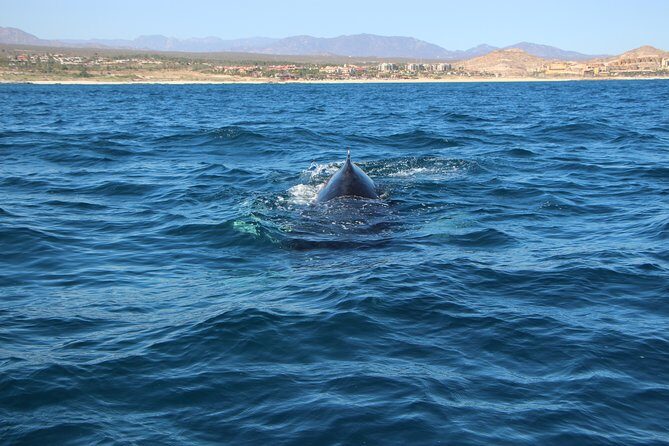 Whale Watching in Cabo San Lucas on board our Luxury Trimaran! - Who this Cabo whale watching cruise fits best