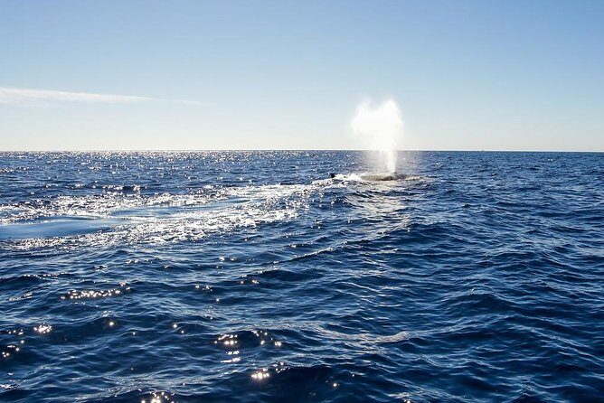 Whale Watching in Cabo San Lucas on board our Luxury Trimaran! - The 2-hour cruise: what you’ll do while waiting for whales