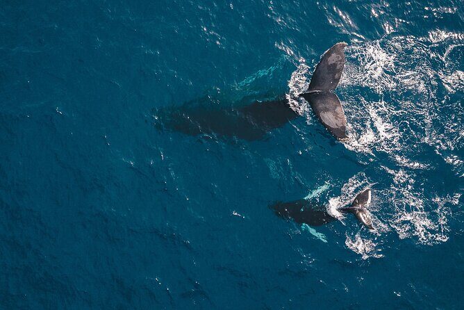 Whale Watching in Cabo San Lucas: Sightseeing Cruise and Shopping - Marina + Tequila Tasting: A Small Cultural Reset