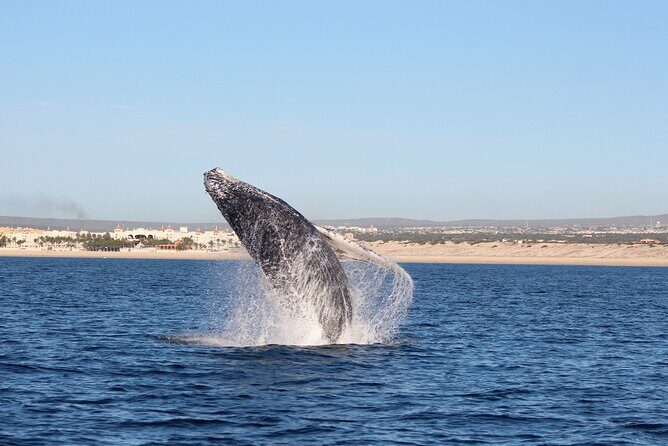 Whale Watching in Cabo San Lucas: Sightseeing Cruise and Shopping - Cabo San Lucas Shopping Time: 30 Minutes Goes Fast