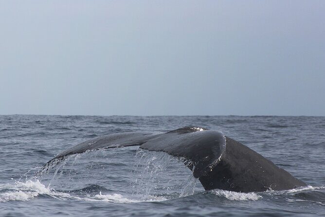 Whale Watching in Cabo San Lucas: Sightseeing Cruise and Shopping - Beach Time: Nice Promise, Weather-Dependent Reality