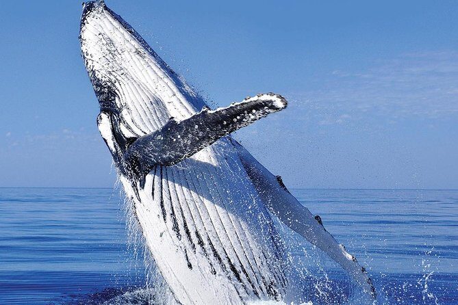 Whale Watching in Cabo San Lucas: Sightseeing Cruise and Shopping - Price and Value: Is $115 a Smart Deal?