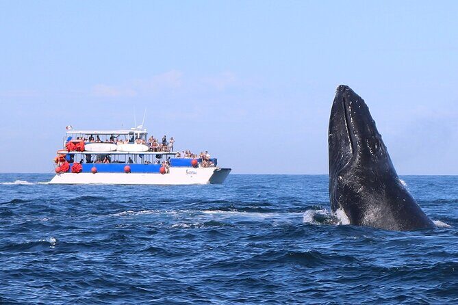 Whale Watching in Puerto Vallarta - Quick takes before you go