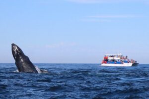 Whale Watching in Puerto Vallarta - Why humpbacks show up here in winter