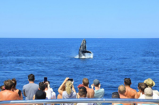 Whale Watching in Puerto Vallarta - The other side of the coin: crowding and where you’ll feel it