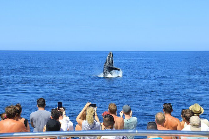 Whale Watching in Puerto Vallarta - Your morning flow: from Puerto Mágico docks to whale-spotting in the bay