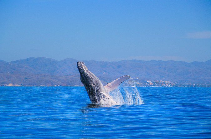 Whale Watching in Puerto Vallarta - Stop in the right place: Bay of Banderas as the main focus