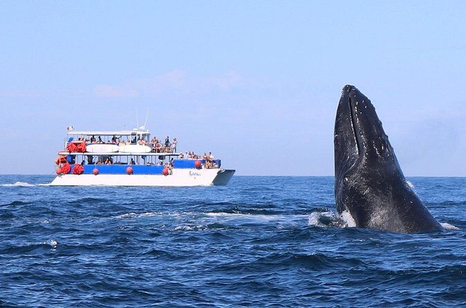 Whale Watching in Puerto Vallarta - Food, drinks, and the feel-good factor on the water