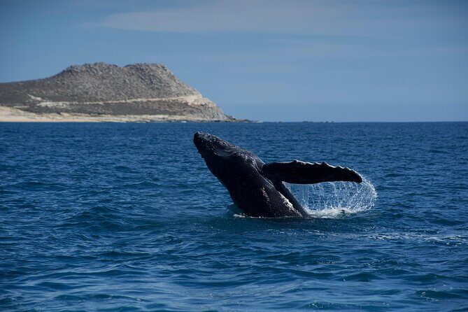 Whale Watching in San Jose del Cabo - Key things to know before you go