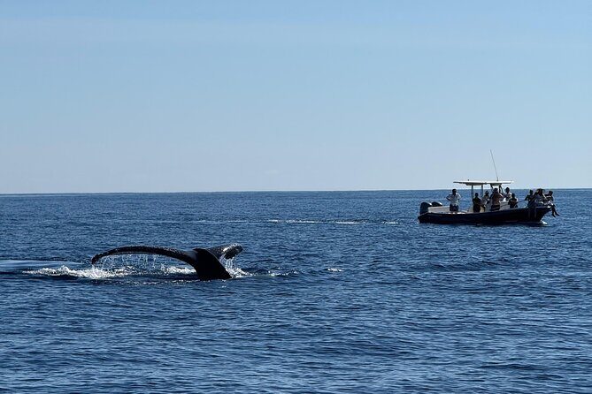 Whale Watching in San Jose del Cabo - The boat ride: calm water, open layout, and room to move