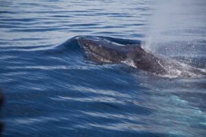 Whale Watching in San Jose del Cabo - The East Cape Beach area: what you’re really looking for