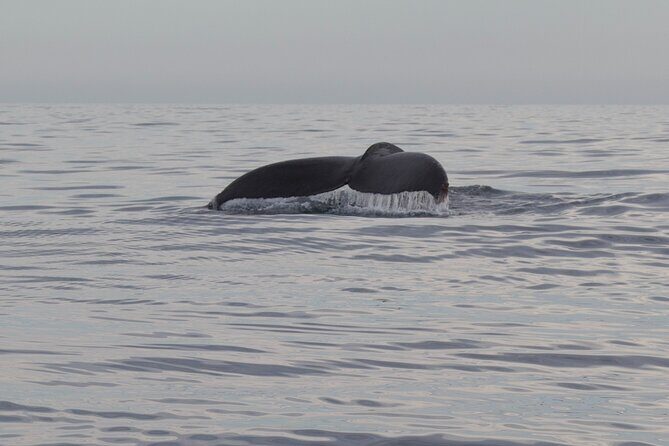 Whale Watching in San Jose del Cabo - Small-group size (max 8) and why it changes your viewing