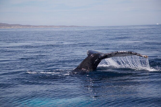 Whale Watching in San Jose del Cabo - Guides, local skills, and marine-life talk you’ll use