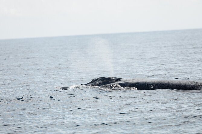 Whale Watching in San Jose del Cabo - What the itinerary really feels like during those 2.5 hours