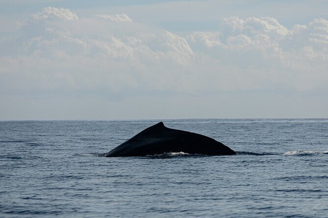 Whale Watching in San Jose del Cabo - What to pack: seasickness, sun gear, and comfort moves