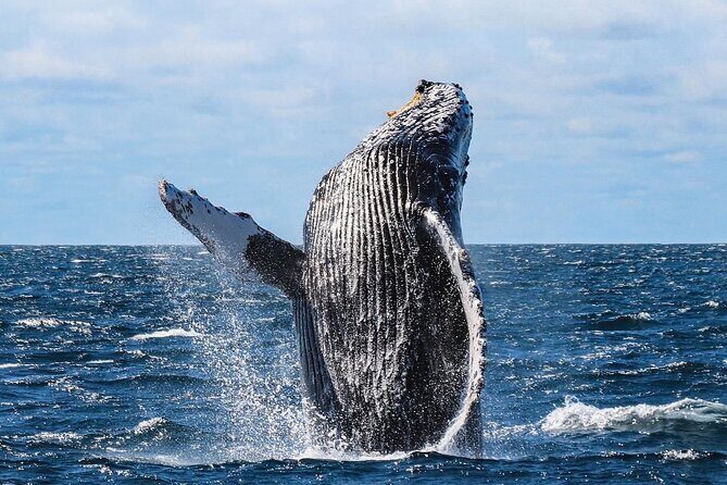 Whale Watching on a Glass Bottom Boat - Onboard Marine Bio Talk: How You’ll Actually Understand What You’re Seeing
