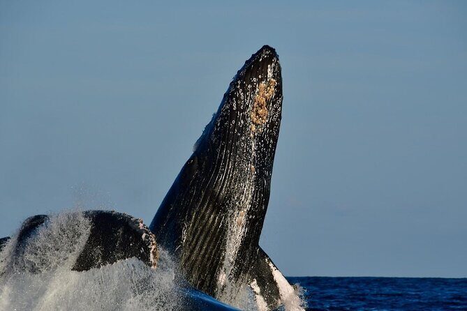 Whale Watching on a Glass Bottom Boat - Price and Value: What You Get for About $64.48