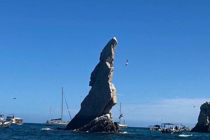 Whale Watching on a Glass Bottom Boat - Getting There and What the Meeting Point Means for Your Day