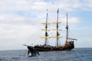 Whale-Watching Pirate Ship Cruise in Los Cabos - What Happens in the First Stretch: Pirate Intro, Coastal Landmarks, Then Out to Sea