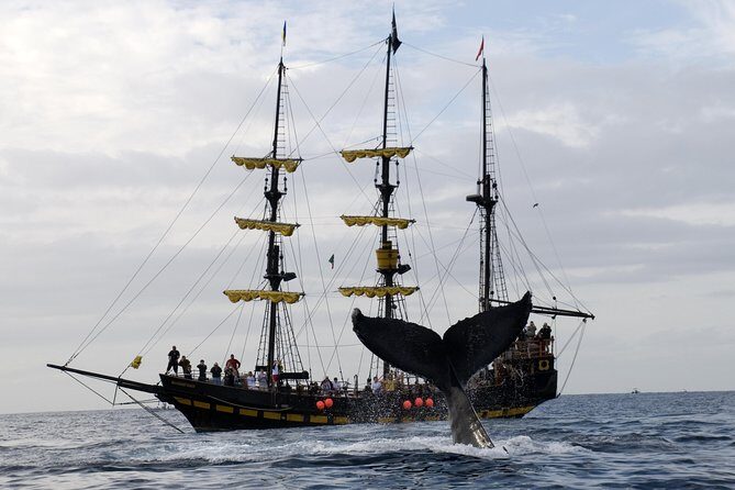 Whale-Watching Pirate Ship Cruise in Los Cabos - The Pirate Ship Experience: Fun Energy While You Wait for the Whales