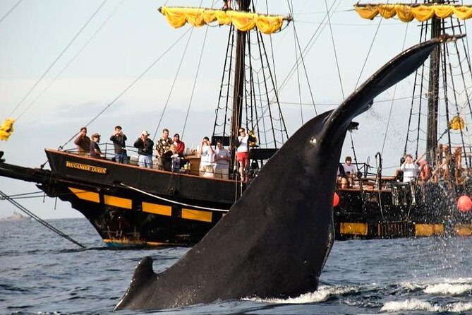 Whale-Watching Pirate Ship Cruise in Los Cabos - Breakfast and Open Bar at Sea: Included Food, Included Drinks, and How to Use It Smartly