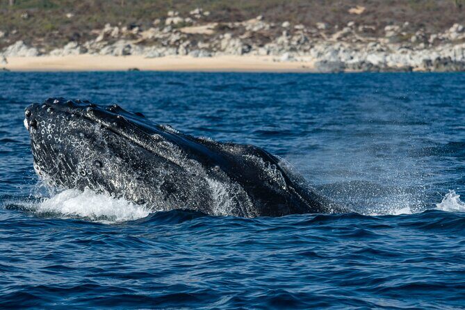 Whale Watching & Snorkeling Combo in Los Cabos with Photos Included - Snorkeling at the Reef: Sea Life Chances and a Few Real-World Tips