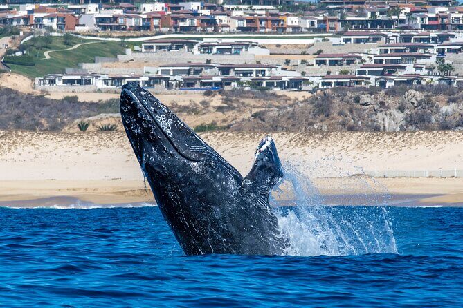 Whale Watching & Snorkeling Combo in Los Cabos with Photos Included - Should You Book This Cabo Whale Watch & Snorkeling Combo?