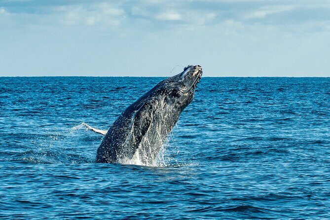 Whale Watching & Snorkeling Combo in Los Cabos with Photos Included - FAQ