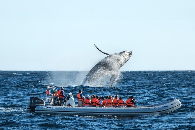 Whale Watching, The Famous Arch and Fast Boat Tour in Los Cabos - Key Highlights Worth Knowing