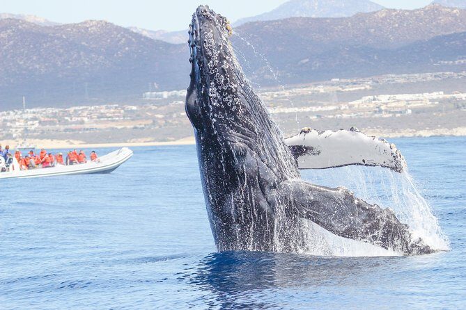 Whale Watching, The Famous Arch and Fast Boat Tour in Los Cabos - Fast Zodiac, Hydrophones, and Real Humpback Encounters