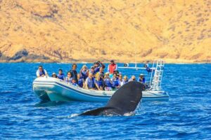 Whale Watching, The Famous Arch and Fast Boat Tour in Los Cabos - On the Water: Searching the Sea of Cortes (and the Pacific)
