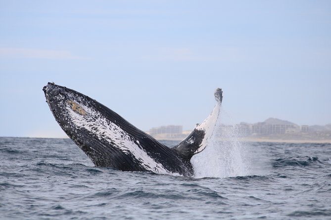 Whale Watching, The Famous Arch and Fast Boat Tour in Los Cabos - What the Hydrophones Teach You About Whale Communication
