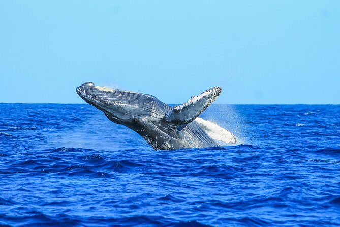 Whale Watching, The Famous Arch and Fast Boat Tour in Los Cabos - The Return Cruise: Arch Views, Sea Lions, and Lovers Beach